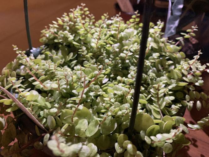 Gardeners' Fair (13).JPG