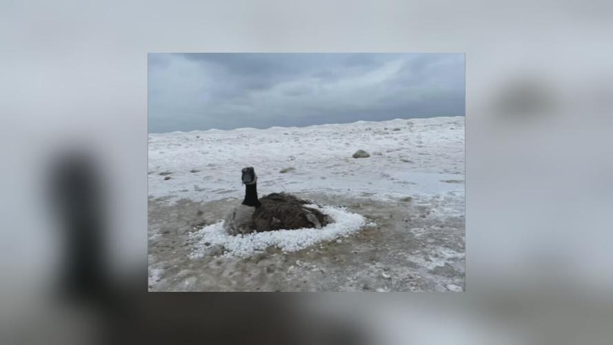 IN FROZEN GOOSE RESCUED