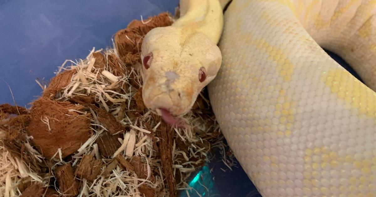 Machen Sie es zu einer Verabredung im Kentucky Science Center mit gruseliger Wissenschaft und einem gruseligen Film – WDRB Machen Sie es zu einer Verabredung im Kentucky Science Center mit gruseliger Wissenschaft und einem gruseligen Film – WDRB