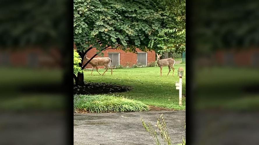 Deer in upper highlands