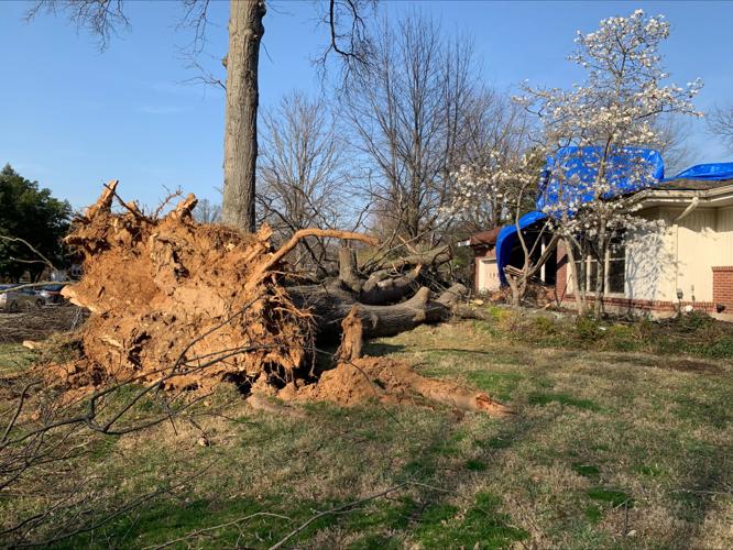 Tree on home in Hikes Point