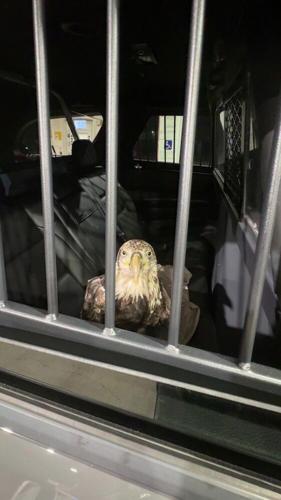 KSP BALD EAGLE