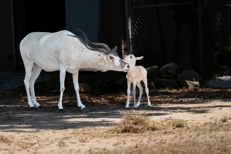Baby addax.jpg