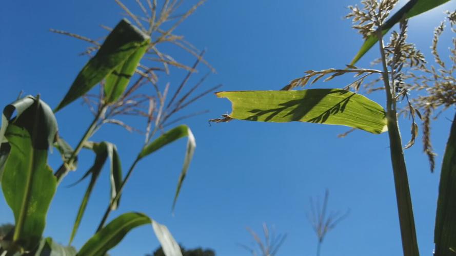 corn growing at site of old Iroquois Homes