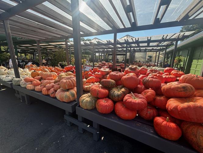 pumpkins