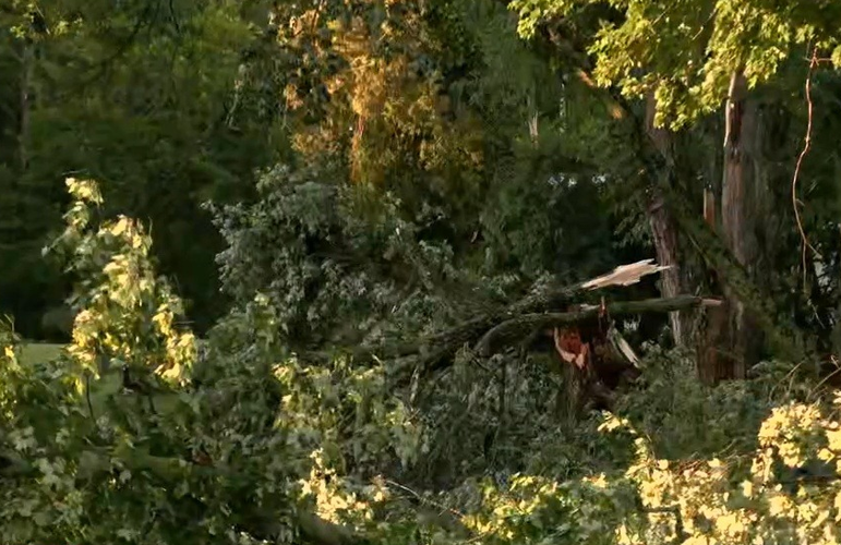 Tree down on State Road 150 near Paoli