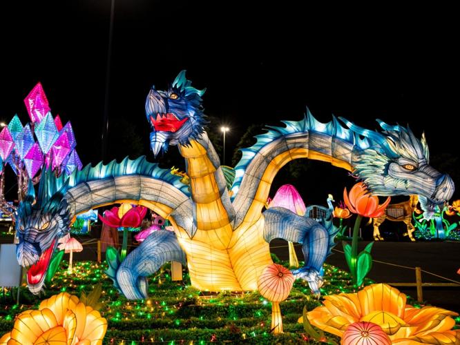 Wild Lights 2026 3 headed dragon