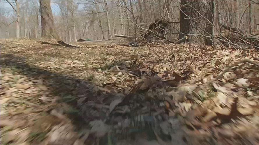 Outdoor woods.jpeg