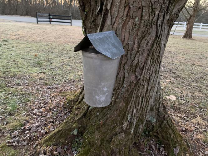 UOFL MAPLE TAPPING PROJECT - SYRUP - KK 1-13-2021 (4).JPG