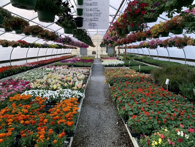 CHARLESTOWN FARM AND GARDEN - PLANTS FLOWERS SPRING PLANTING KK - 5-6-2021  (4).JPG