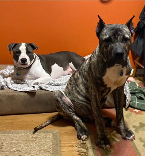 KY HUMANE SOCIETY - ETHAN ADOPTION PLAN - 3-4-2021 6.jpg