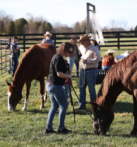 Meet the Horses