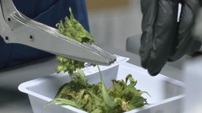 KENTUCKY CANNABIS PASSED