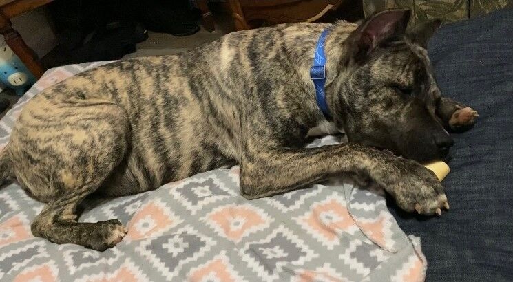 KY HUMANE SOCIETY - ETHAN ADOPTION PLAN - 3-4-2021 7.jpg