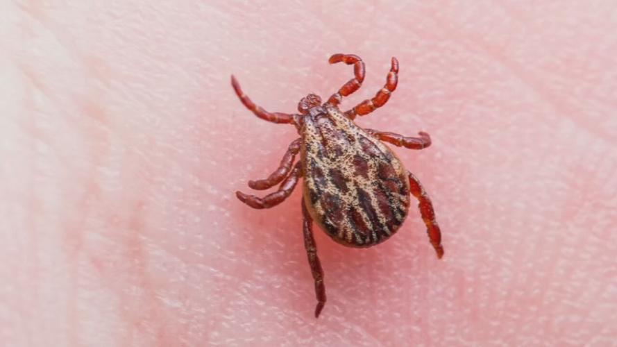 A tick on skin.jpeg