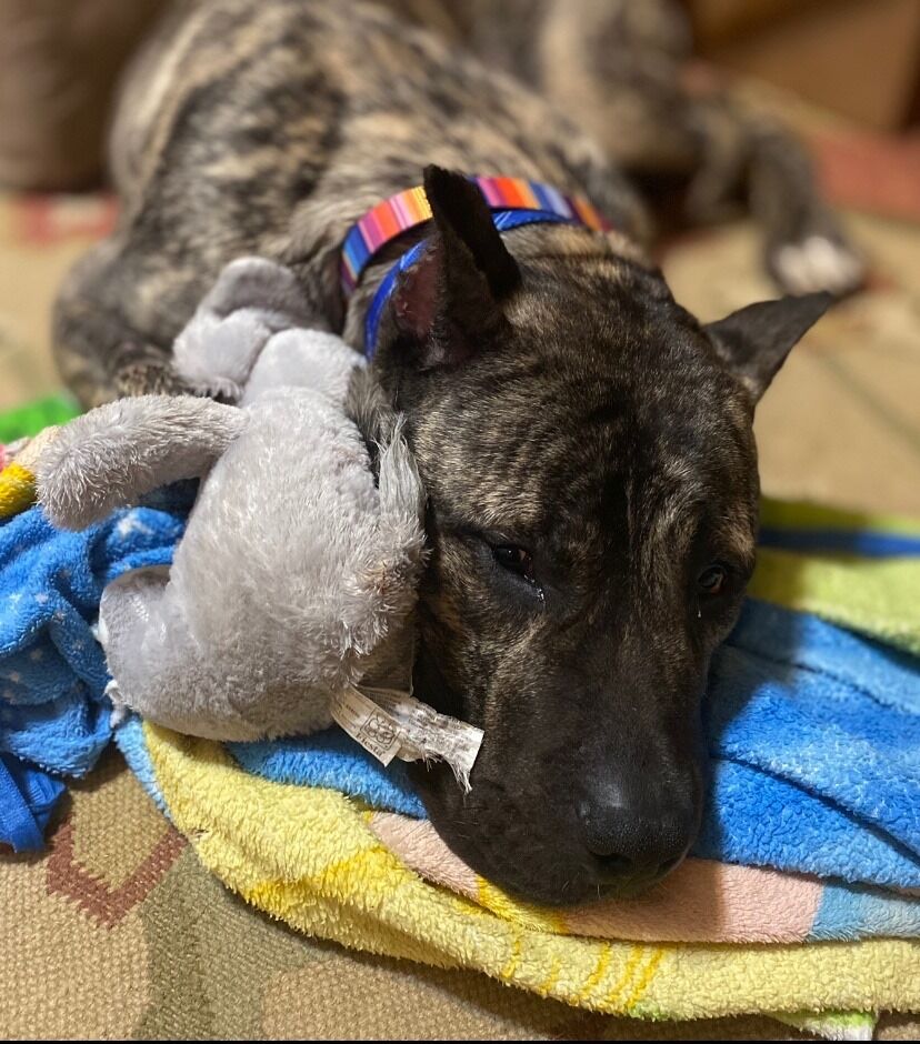 Ethan the dog finds his forever home, adoption ceremony planned next