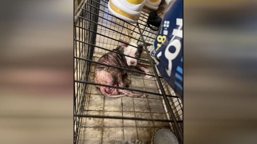 DOG ABUSE ARRESTS 5VO.transfer_frame_68.jpeg