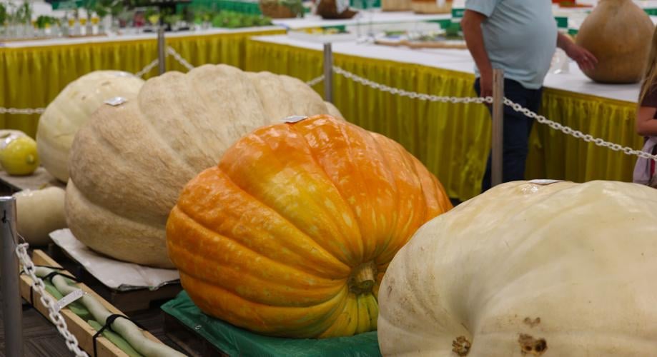 Pumpkins at Kentucky State Fair.JPG
