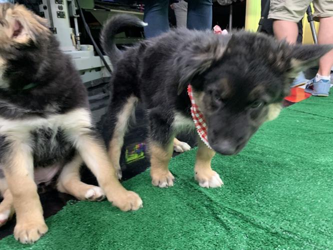 WDRB BARK BOWL 2023   (16).jpg