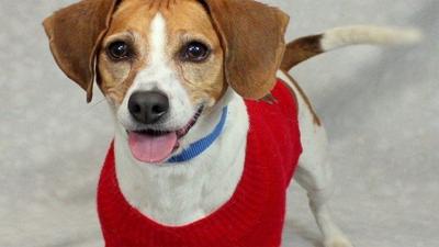 Louisville Metro Animal Services offering adoption special on National Pet Day