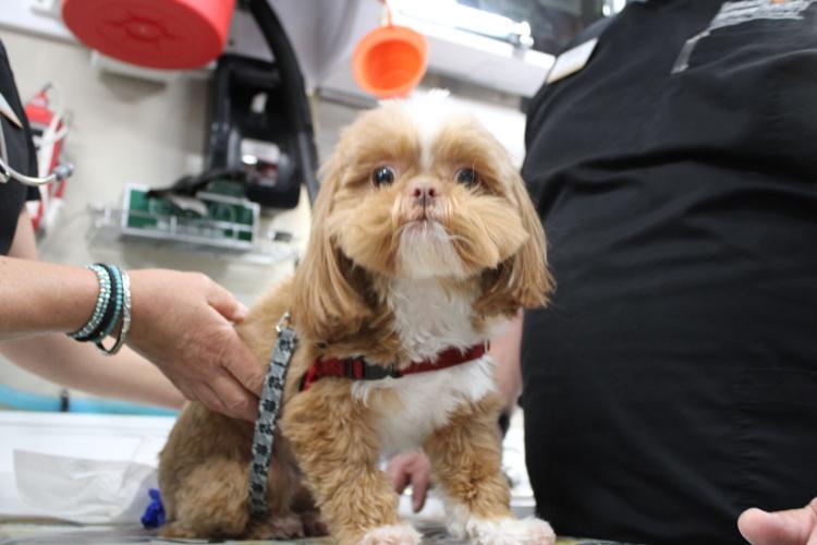 KHS - CARE-A-VAN - VETERINARY CARE  6-20--2025 (2).JPG