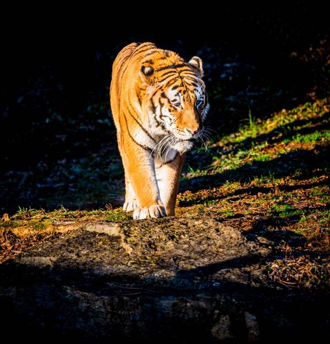 Timmy Amur tiger