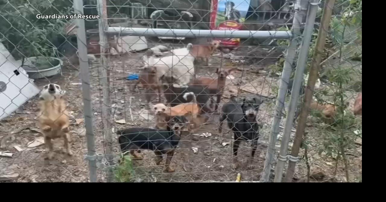 Charges filed weeks after nearly 250 dogs found living in cages, trash on Kentucky property