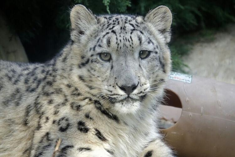 Meru, the Louisville Zoo's snow leopard