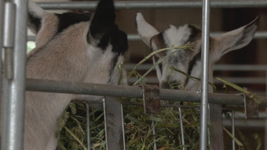 The 2023 Floyd County 4-H Fair at the Floyd County Fairgrounds in New Albany, Indiana