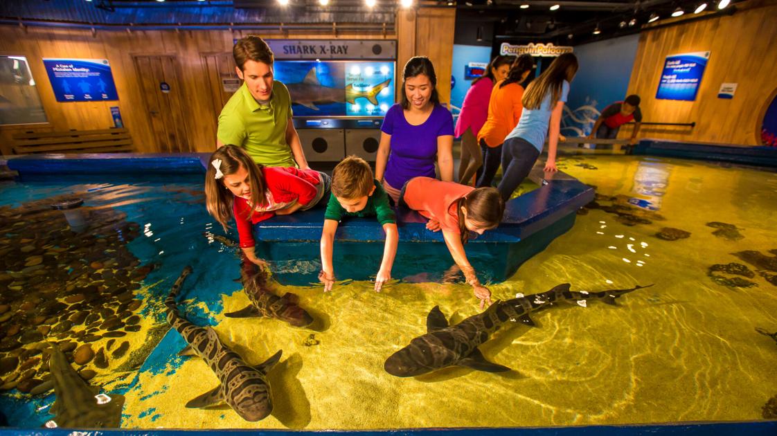 Shark Week comes early at Newport Aquarium News