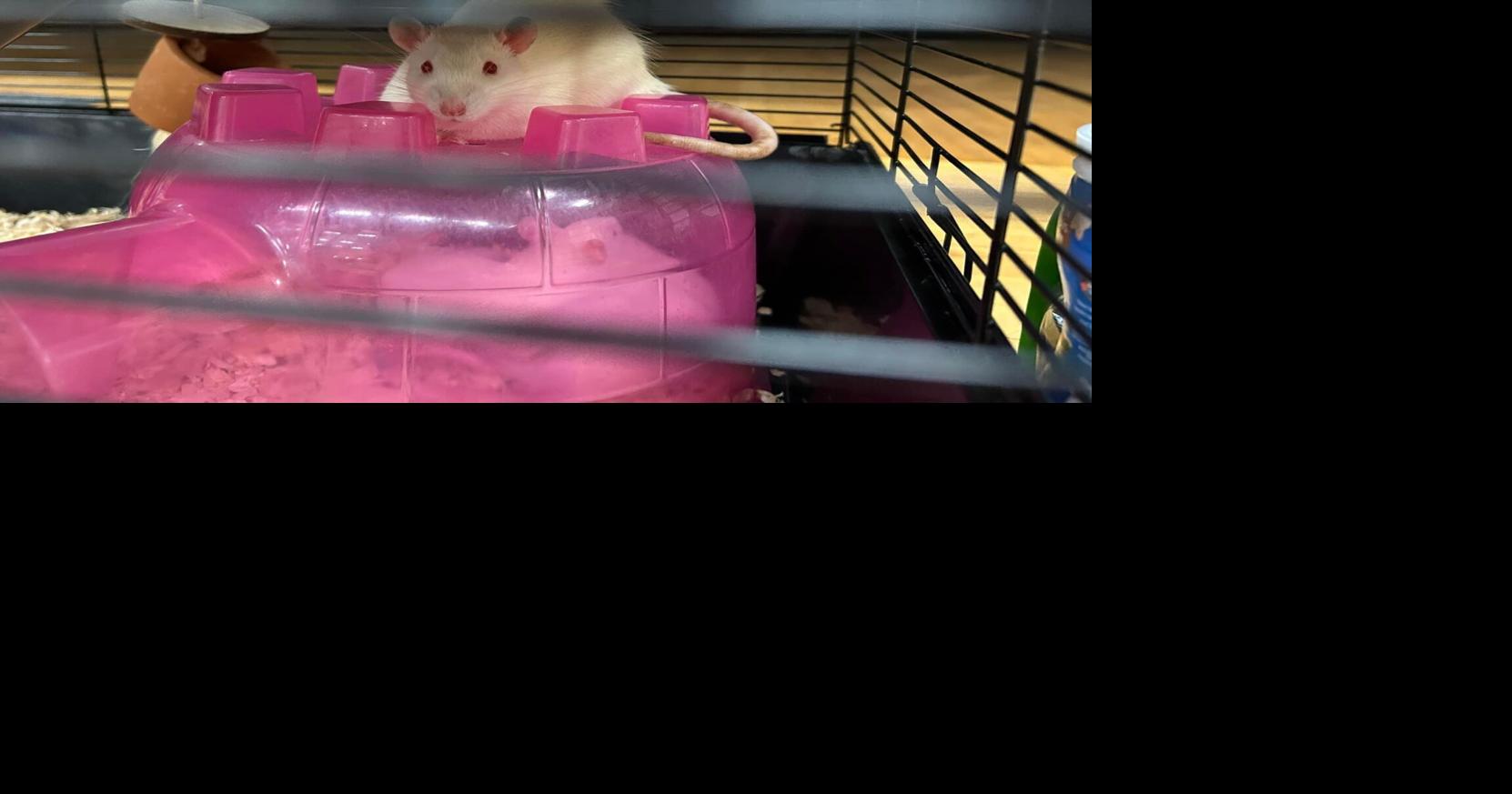 The Rat Race is real at Spalding University's Running of the Rodents ...