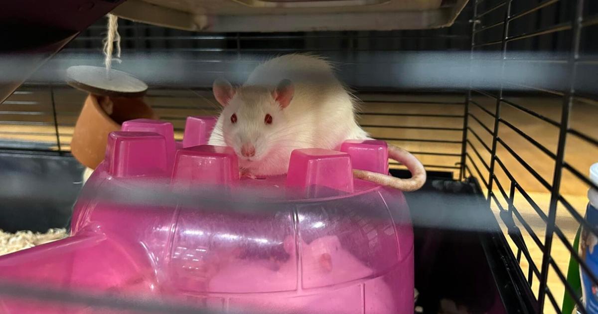 The Rat Race is real at Spalding University's Running of the Rodents ...