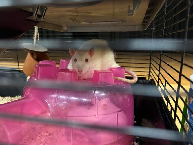 Running of the Rodents