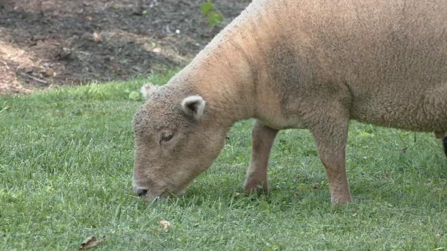 Lamb Mowers of Kentucky