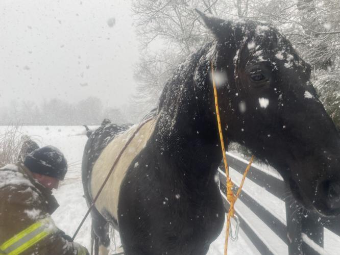 Horse fell in frozen pond