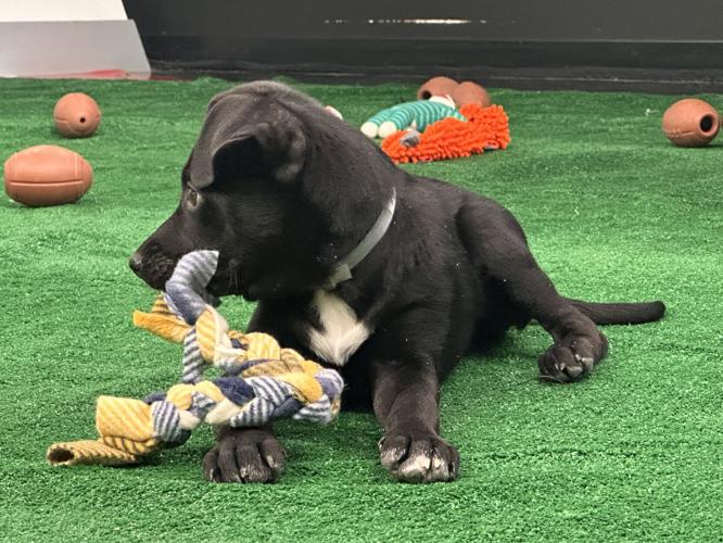 Kentucky Humane Society adoptable puppies