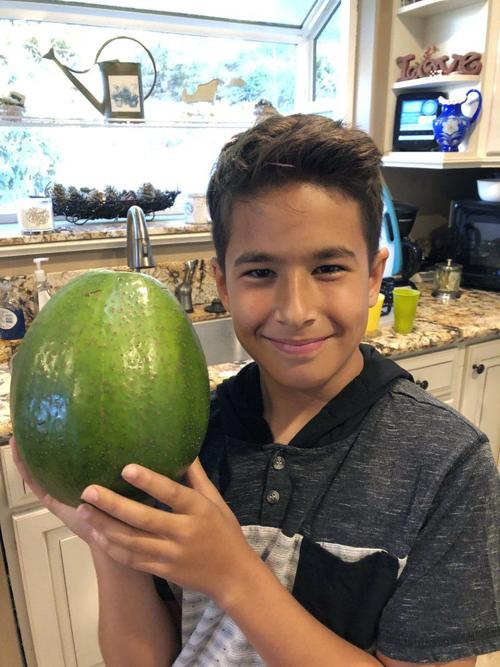 Big avocado earns Hawaii family Guinness World Records honor