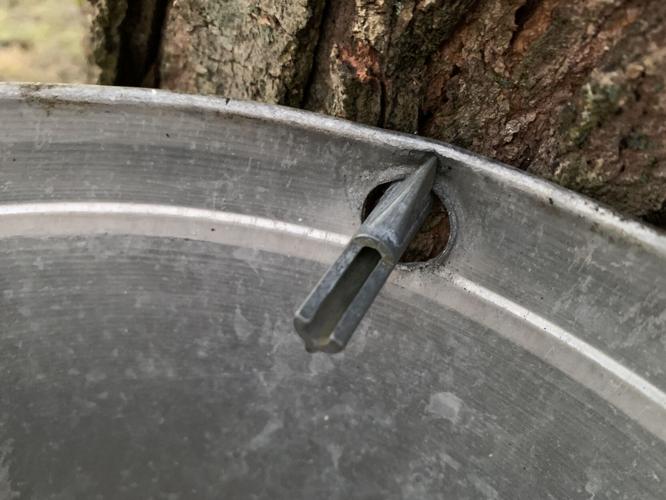 UOFL MAPLE TAPPING PROJECT - SYRUP - KK 1-13-2021 (5).JPG