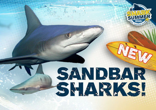 SharkSummer_NEWSharks_640x500.jpg