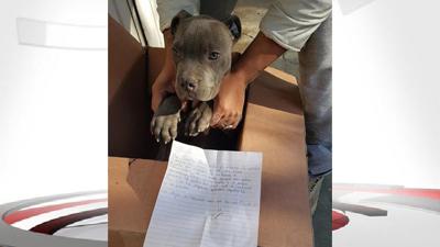 Pit Bull Dropped at Shelter with Note
