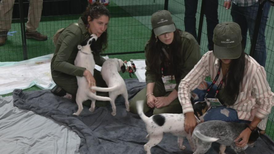 Lucky's Mutt Madness adoption event 10-21-21 (3).jpeg