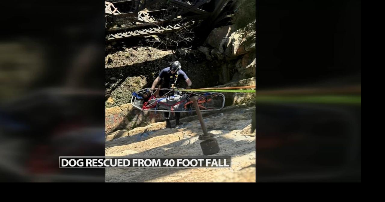 Kentucky firefighters rescue injured dog that had fallen 40 feet