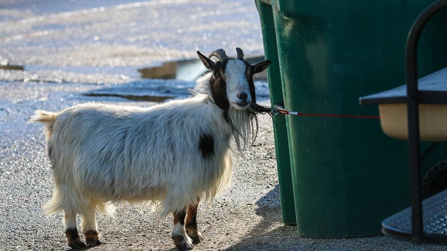 Training - Goat at Churchill