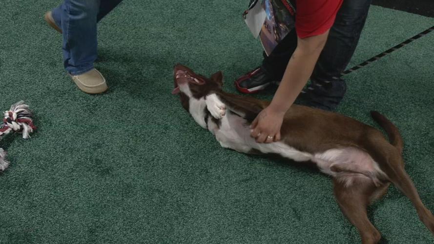 Lucky's Mutt Madness adoption event 10-21-21 (2).jpeg