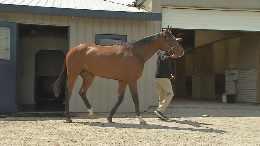 Horse walking out of the hyperbaric oxygen chamber