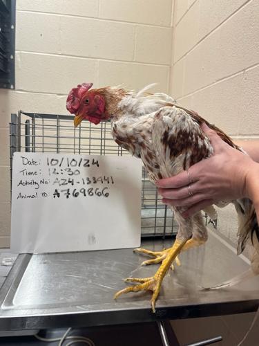 Cockfighting Seizure