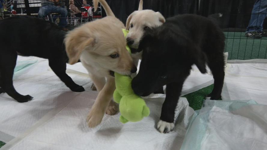 Lucky's Mutt Madness adoption event 10-21-21.jpeg