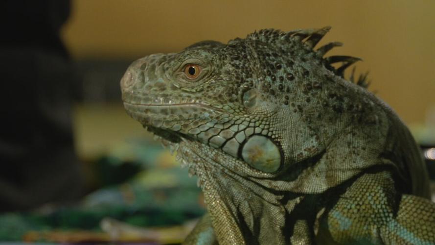 A lizard at the Kentucky Science Center on Dino Day