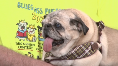 Bluegrass PugFest