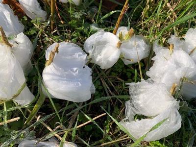FROST FLOWERS: The Science Behind This Rare Weather Phenomenon...
